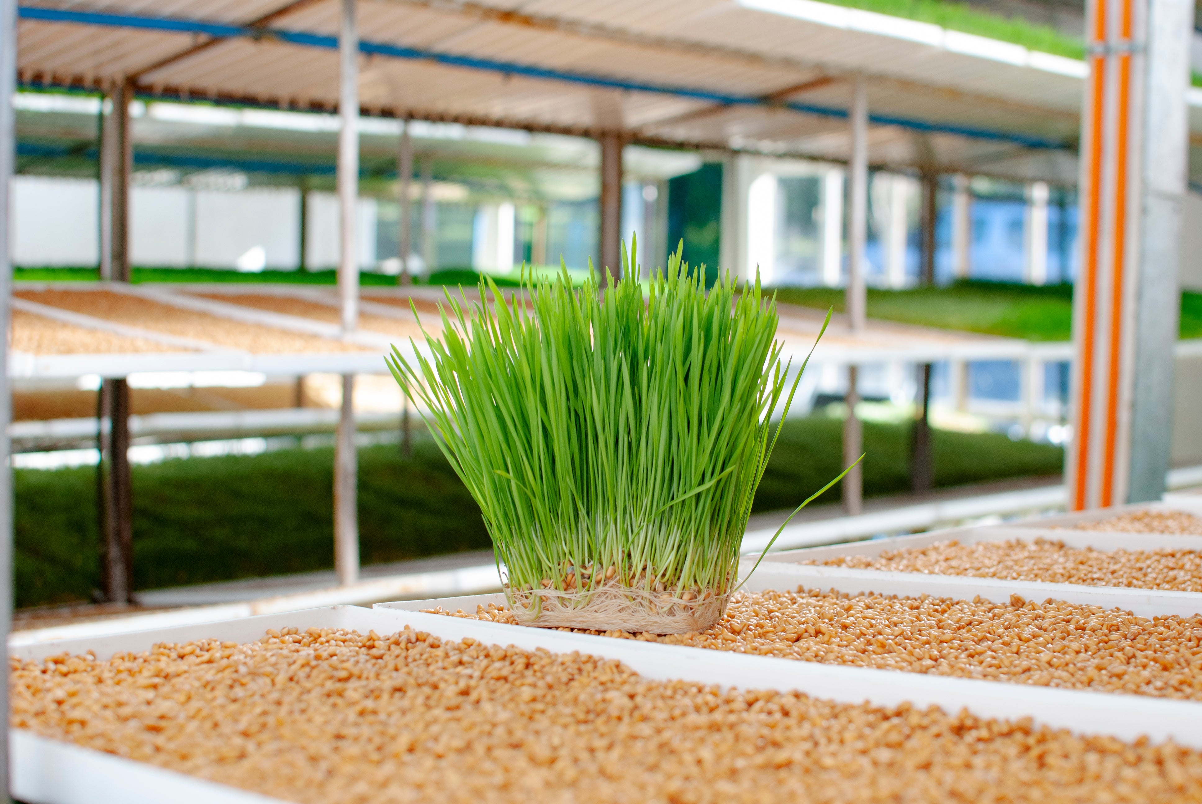 Cultivamos los brotes de trigo en una cabina térmica, esto nos permite mejorar las condiciones de temperatura y humedad para un mejor crecimiento de los brotes.
